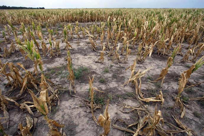 El fenómeno de El Niño ha provocado sequías en Argentina 