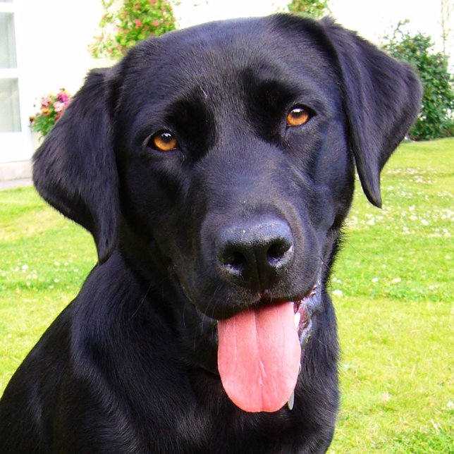 Labrador negro