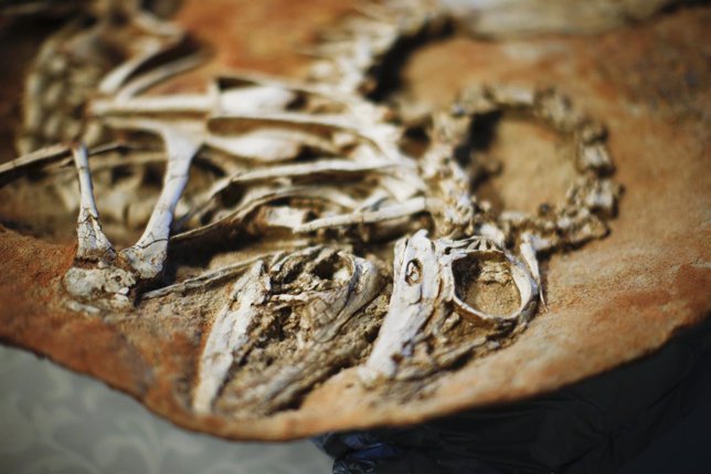 Mongolia recupera 18 esqueletos de dinosaurios robados por EEUU
