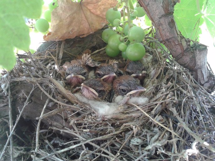 Pollos en el nido. 