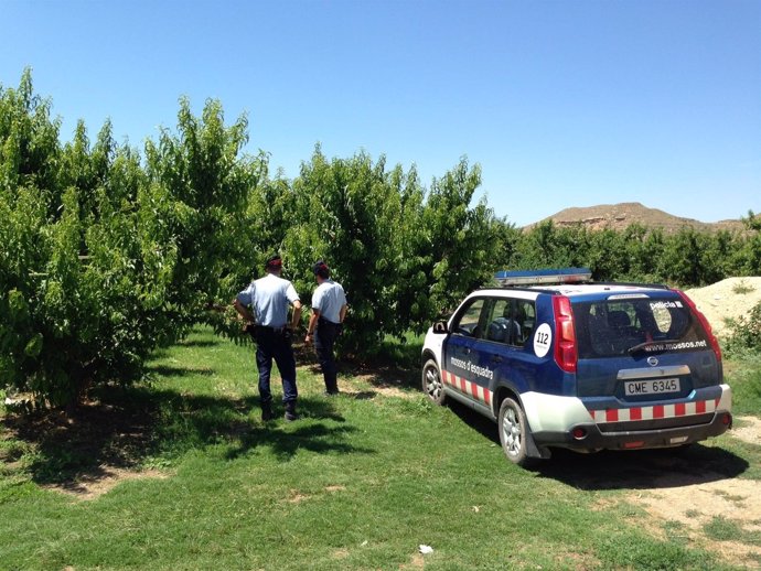 Mossos intensifican vigilancia en el Baix Segre durante recogida de fruta