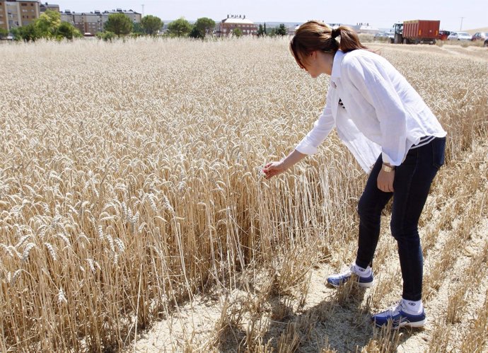 Clemente ante un campo de cereal