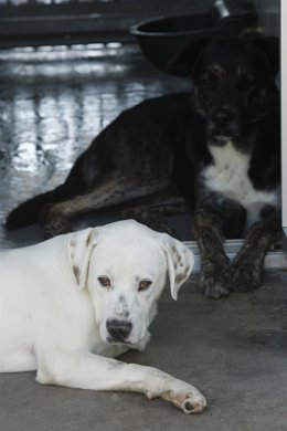Perros en adopción.