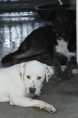 Perros en adopción.