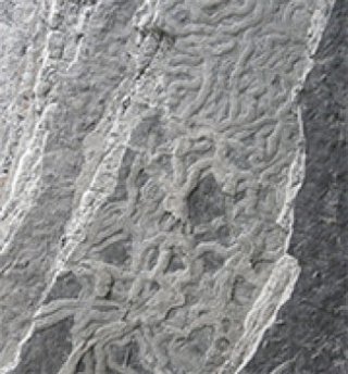 Huellas fósiles de erizo en Zumaia