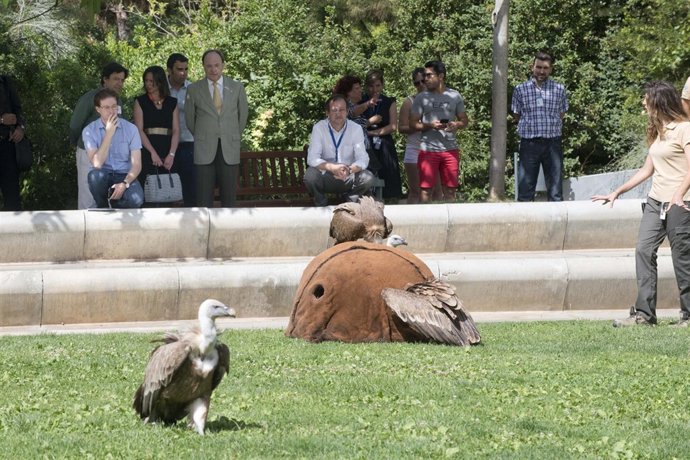 Buitres en el Parque de las Ciencias
