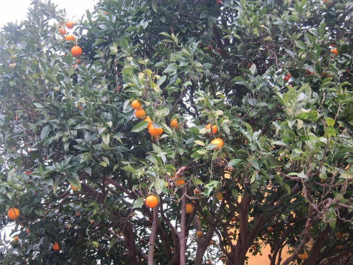 Naranjo, árbol frutal