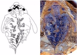 Cerebro fósil de Lyrarapax