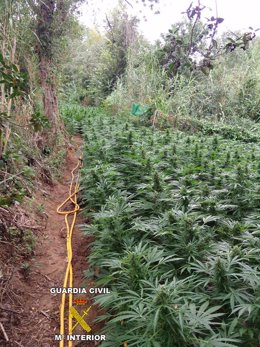 Plantación de marihuana en Avinyonet de Puigventós