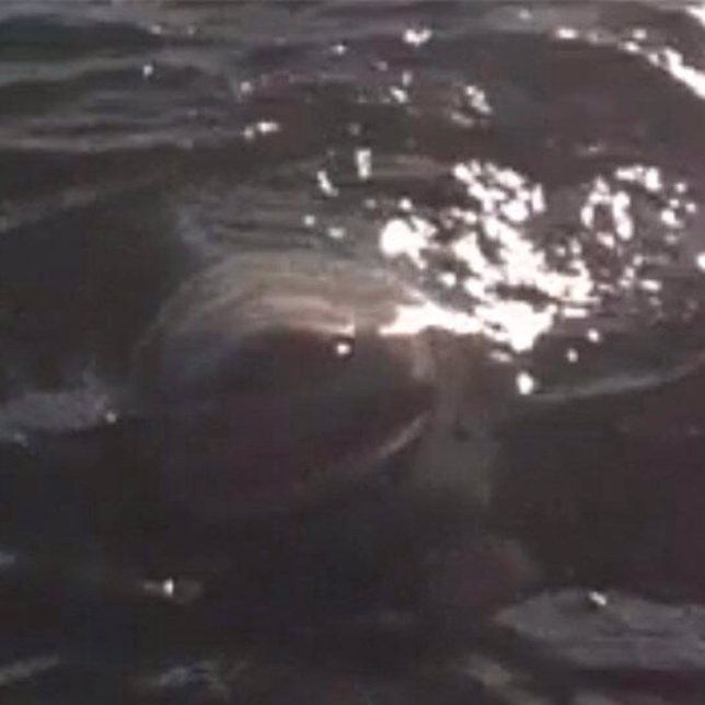 Tiburón toro en el Lago Ontario