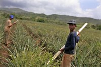 La edad mínima para el trabajo infantil en Bolivia son 10 años