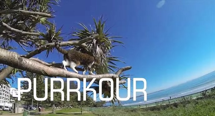 Didga, la gata que hace parkour