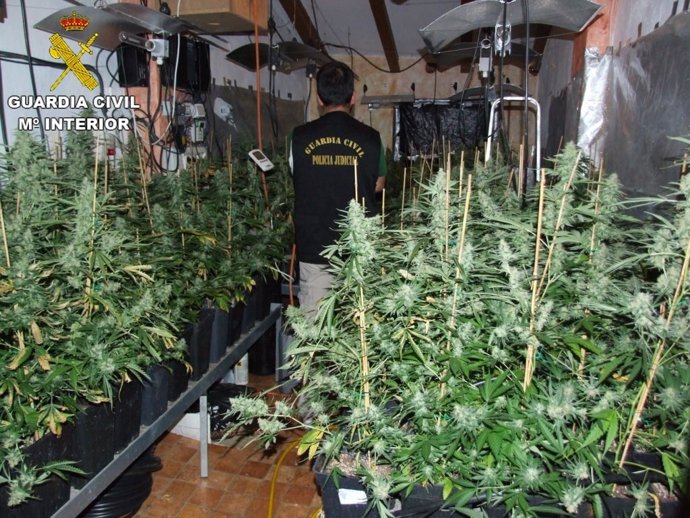 Plantación de marihuana localizada en Bicorp