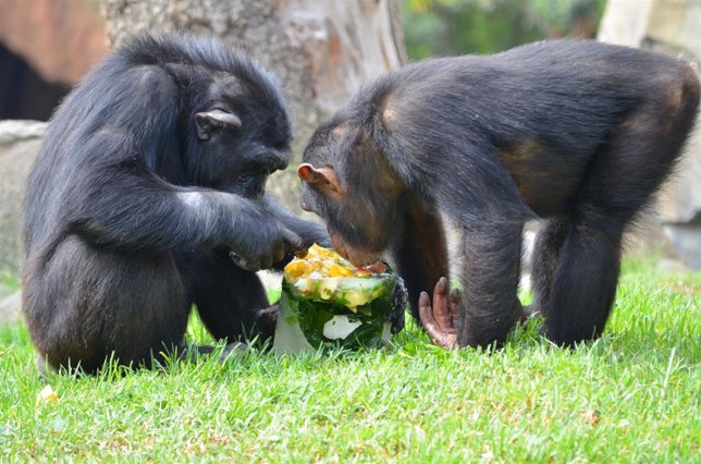 Chimpancés comiendo helados en Bioparc