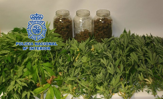 Marihuana incautada en Castellón