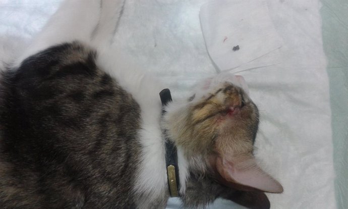 El gato Tiger tras ser operado al recibir un disparo de perdigón
