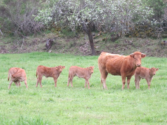 Vaca, vacas. Ternera, terneros. Ganado vacuno. Carne. Pastos.