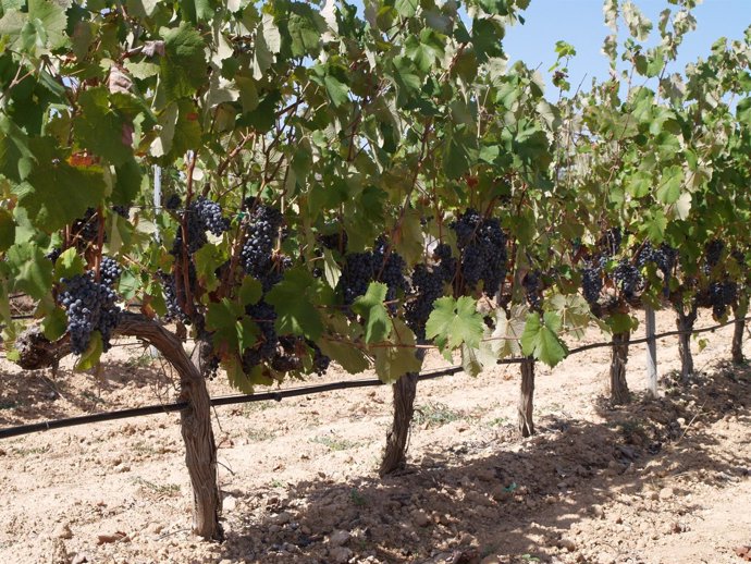 Cultivo de uva para vinificación