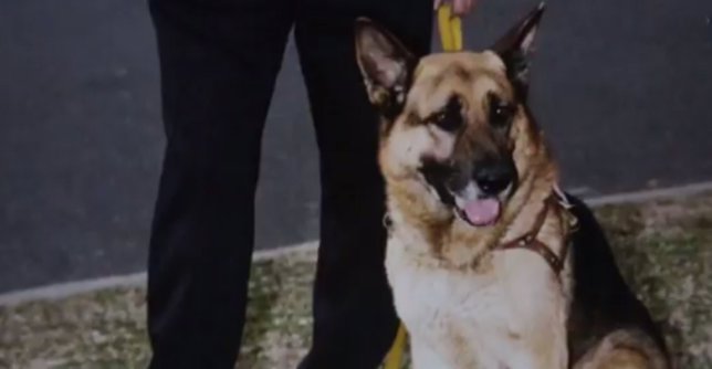 Lupo, el perro que salvó vidas en el atentado de la AMIA