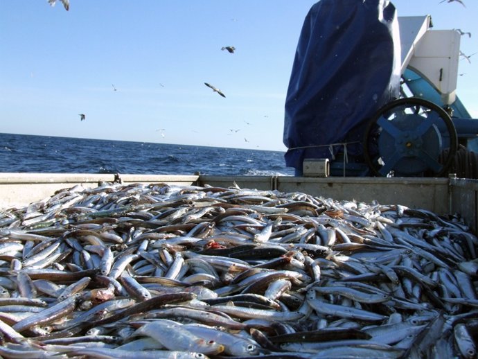 Investigación sobre los recursos pesqueros del golfo de Cádiz