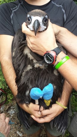 Pollo de buitre negro de 80 días de vida a punto de ser liberado en el Pirineo