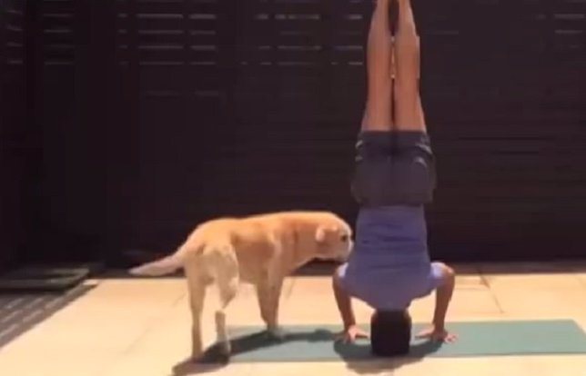 Mascotas que interrumpen el momento 'yoga'
