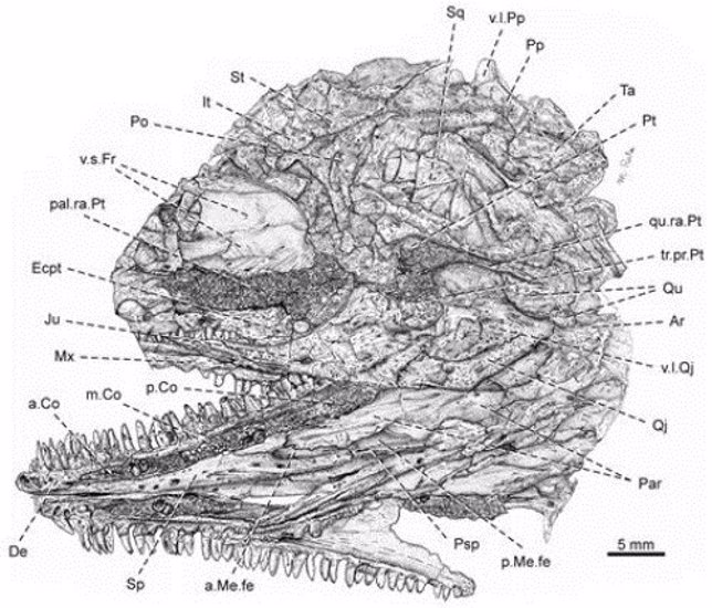 Recreación del cráneo del primer reptil