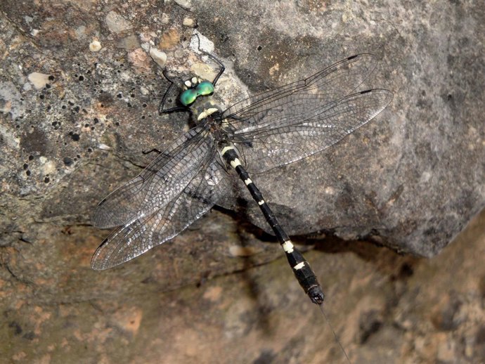 Libélula Macromia splendens