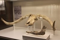 Exposición "única" sobre el origen y evolución humana