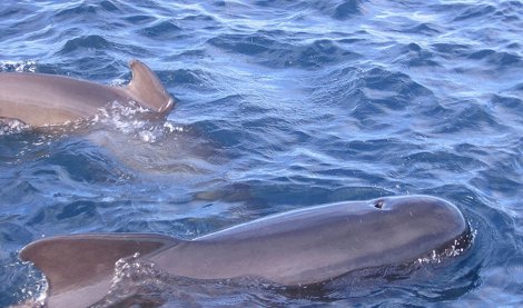 Cooperación y Desarrollo