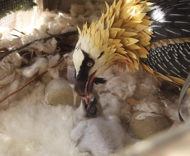 Pollos de quebrantahuesos recién nacidos