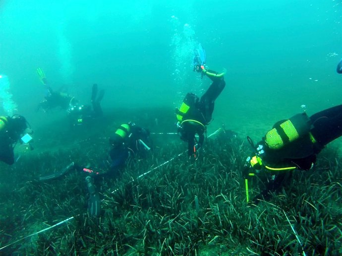 Unos buzos en una pradera de posidonia, frente a la costa de Aguamarga