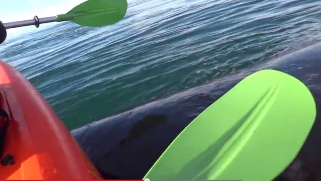 Quedaron a lomos de una ballena en Argentina