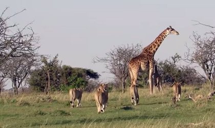 Esta jirafa se enfrenta a una manada de leones por proteger a su cría