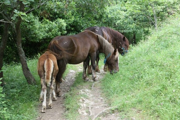 Caballos, equino, potro