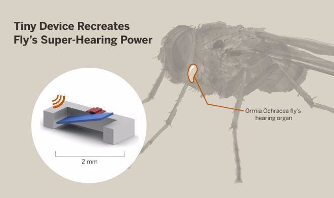 dispositivo audítivo basado en la mosca