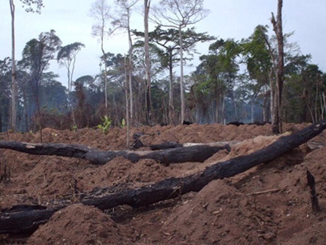 La explotación de los bosques está destruyendo el hhábitat de los simios