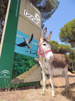 Un burro en Doñana, en Huelva.
