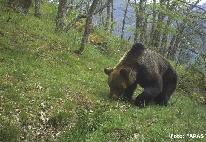 OSO EN LIBERTAD EN LA CORDILLERA CANTÁBRICA