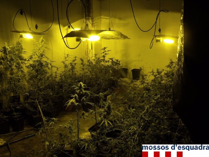 Plantación de marihuana en un garaje de Girona