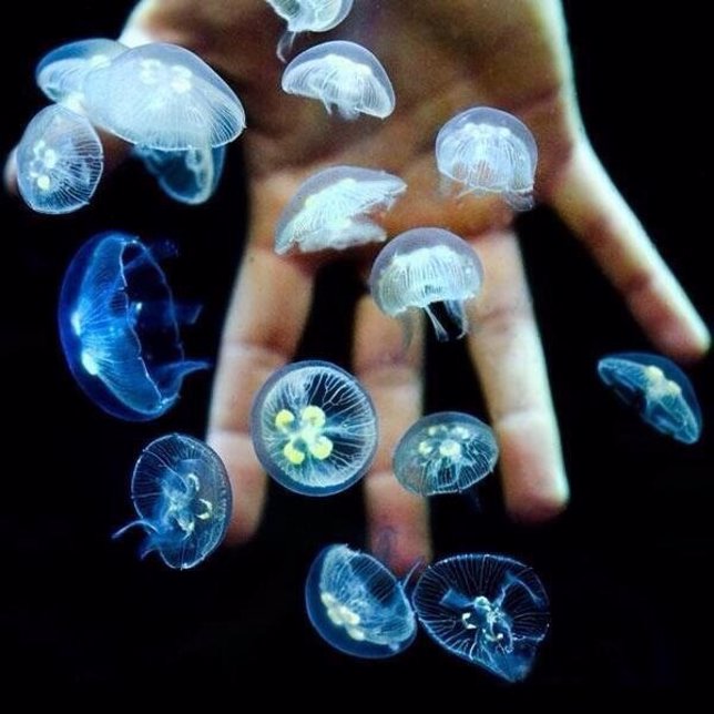 Medusas. 