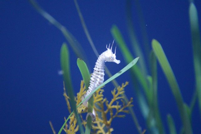Nueva especie de caballito de mar del Oceanogràfic, el Hippocampus abdominales