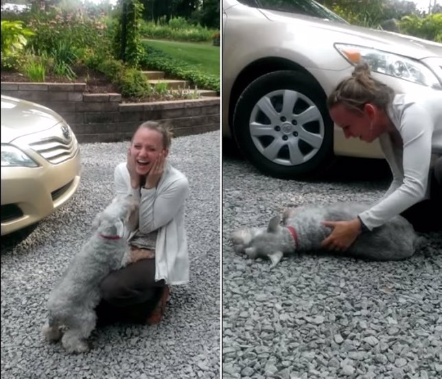 Perro se desmaya después de ver a su dueña