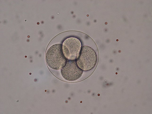 División celular, embrión cuatro células
