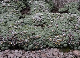 Xenophyllum oscartovarii