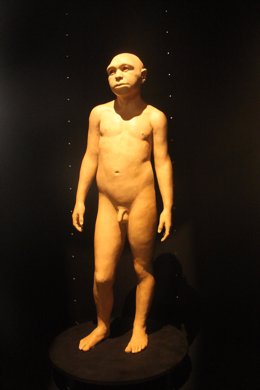 Nueva escultura del Homo Antecesor