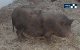 Imegan del cerdo vietnamita rescatado
