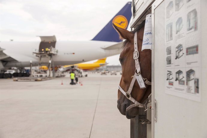Carga de los 65 caballos de Lufthansa