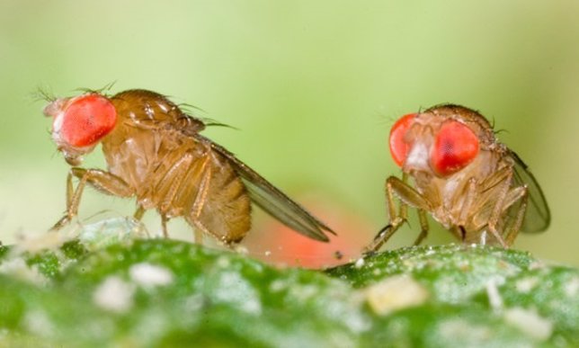 Drosophila birchii