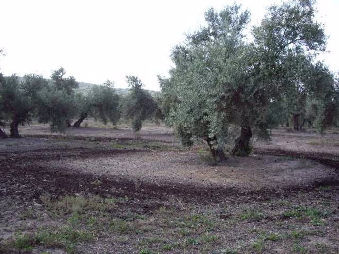 Panorámica del olivar tras la aplicación de compost de alperujo